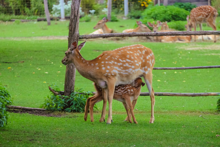 Entdecke die Tierwelt: Wildparks im Hunsrück