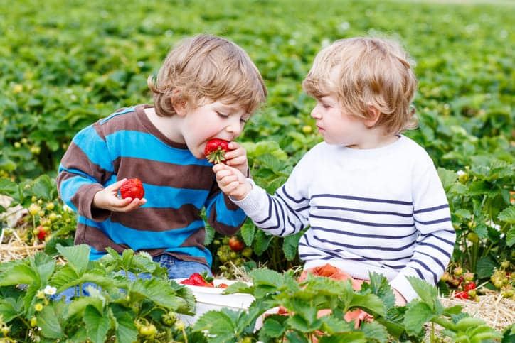 Erdbeeren selbstpflücken Hunsrück